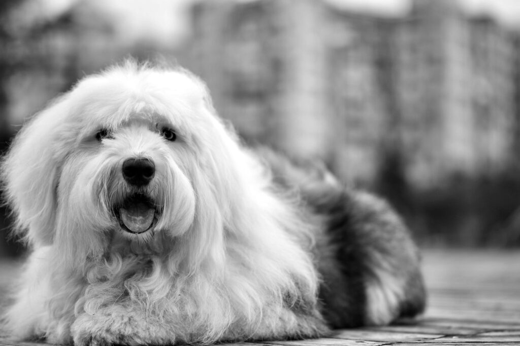 Bobtail loopbaancoaching Nest Coaching Cedric Van Eesbeeck Loopbaancoaching stress burnout ADHD Leuven Tienen Boutersem