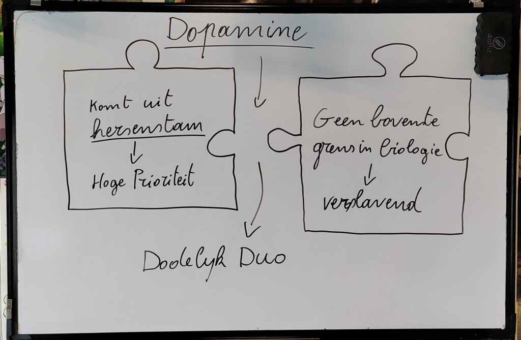 Dopamine - coach stress burnout loopbaancoaching ADHD Leuven Tienen Boutersem